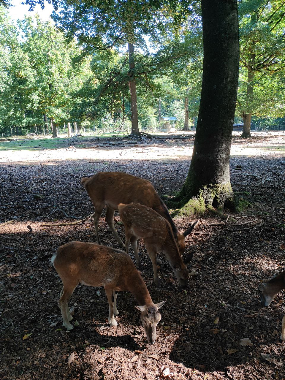 Wildpark_2c_9.jpg